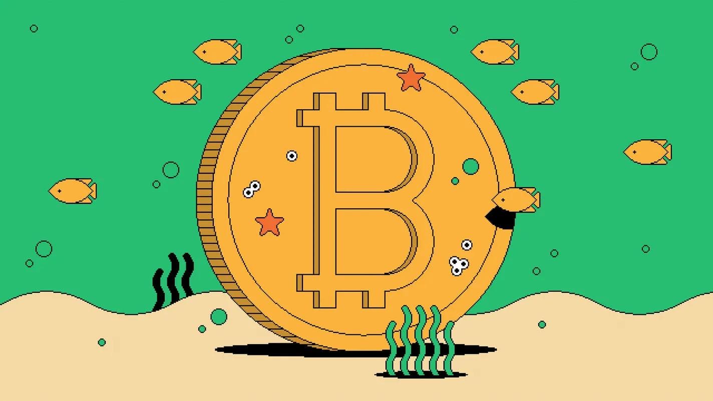 当前加密生态系统的开发者趋势有哪些?