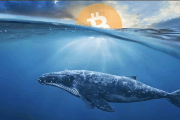 巨鲸抄底了哪些NFT？他们的抄底逻辑是什么？