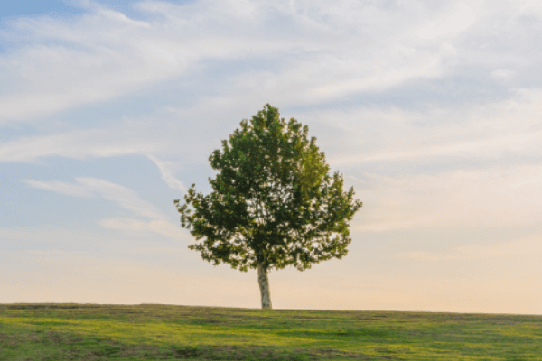 默克尔树储备证明应成为 Crypto 交易所的标配